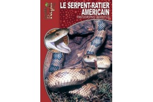 La Pantherophis obsoletus Guide Reptilmag